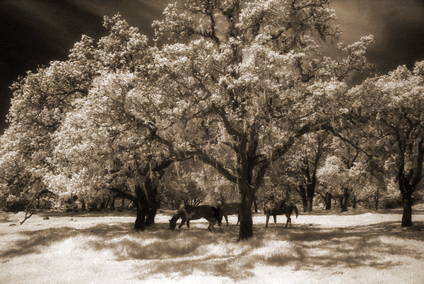 Horses in Valley of the Moon